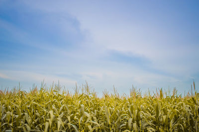 Crops growing on field against sky