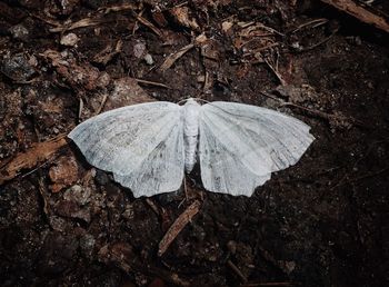 High angle view of dry leaf on field