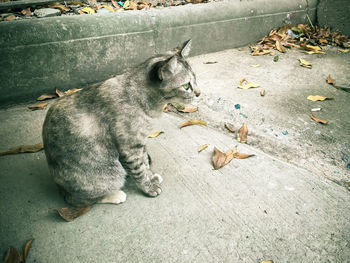 High angle view of cat relaxing on footpath