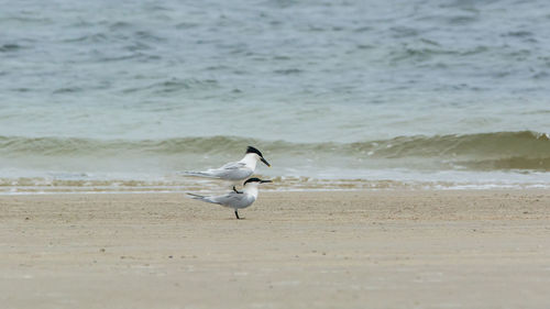 Seagull on beach