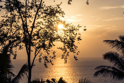Silhouette tree by sea against sky during sunset