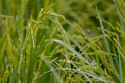 Close-up of wet grass on field