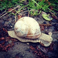 Close-up of snail on ground