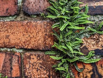 Close-up of ivy on wall