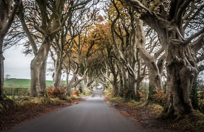 Road amidst trees during autumn