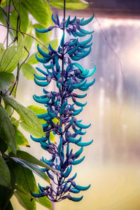 Close-up of plant against blurred background