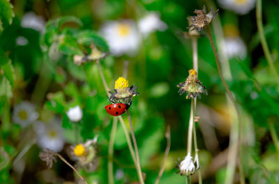 Close-up of ladybug on flower