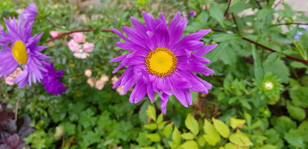 Close-up of purple flower