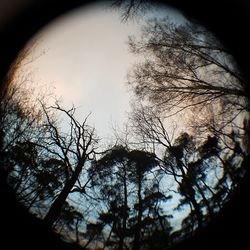 Low angle view of bare trees against sky