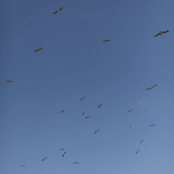 Low angle view of birds flying in the sky