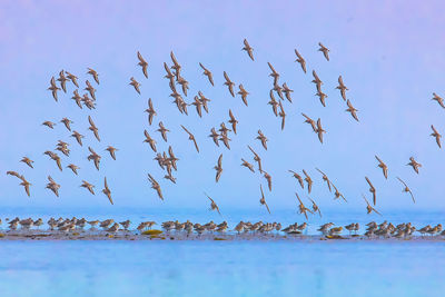 Low angle view of birds flying over sea