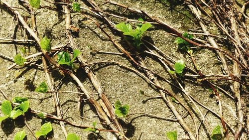 High angle view of plants growing on land