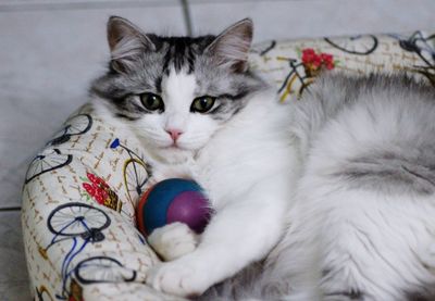 Close-up portrait of cat