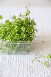 Fresh green sprouts in a plastic box