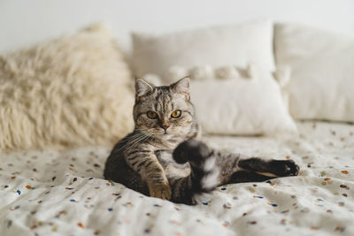 Scottish straight cute cat portrait. happy pet