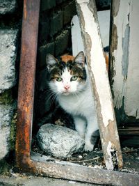 Portrait of stray wild cat outdoors abandoned building