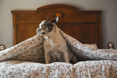 Dog looking away while sitting on bed at home