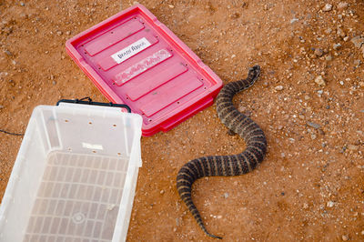 High angle view of snake