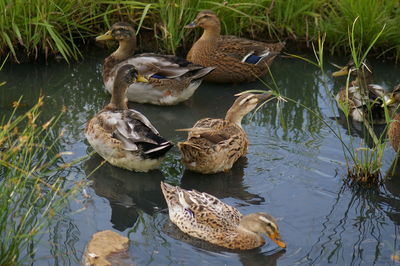 Duck swimming on lake