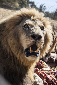 Close-up portrait of lion