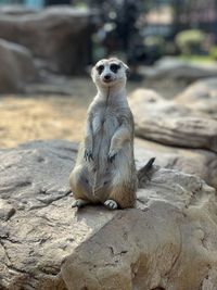 Close-up of meerkat