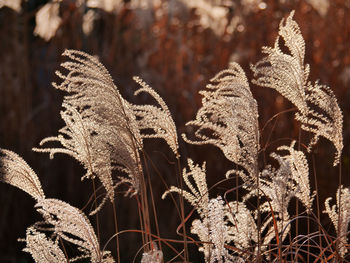 Close-up of leaves on field