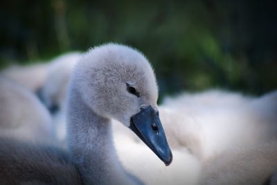 Close-up of a cygnets by lake 