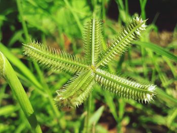 Close-up of fresh green plant