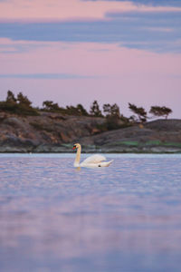 Bird swimming in sea