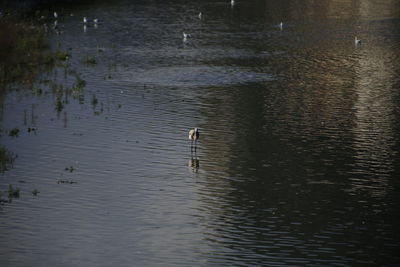 View of birds swimming in lake