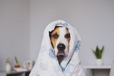 Dog in bedroom wrapped in the throw blanket. cute staffordshire