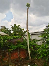 Plants and trees against sky