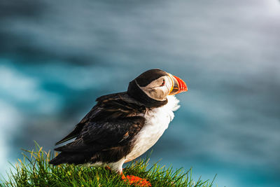 Close-up of bird perching on a lake