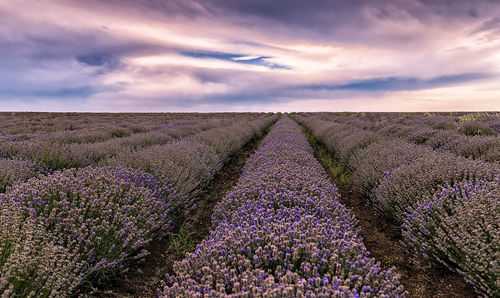 View of lavender growing on field against sky