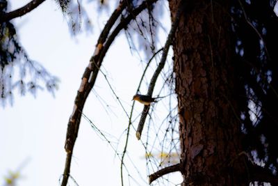 Low angle view of bird on tree trunk