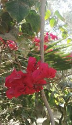 Close-up of red flower growing on tree