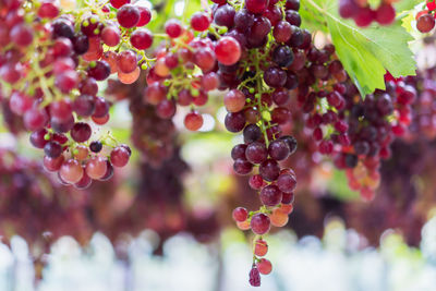 Close-up of berries growing on plant