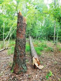 Giraffe tree on field in forest