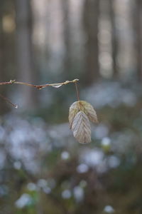 Close-up of plant growing on tree