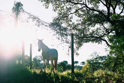 Low angle view of horse on field against trees