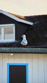 Seagull perching on roof of building