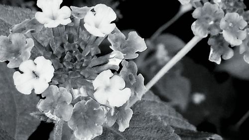 Close-up of fresh flowers blooming outdoors