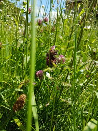 Close-up of flowering plants on field