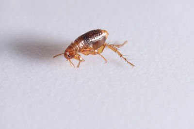 Close-up of insect on white background