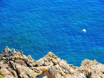 High angle view of seagull flying over sea