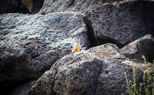 Close-up of song bird on rock