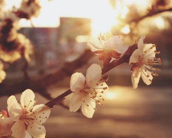 Close-up of cherry blossom