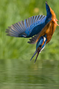 Close-up of bird