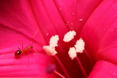 Close-up of insect on pink flower