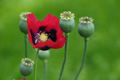 Close-up of bee on red poppy blooming outdoors